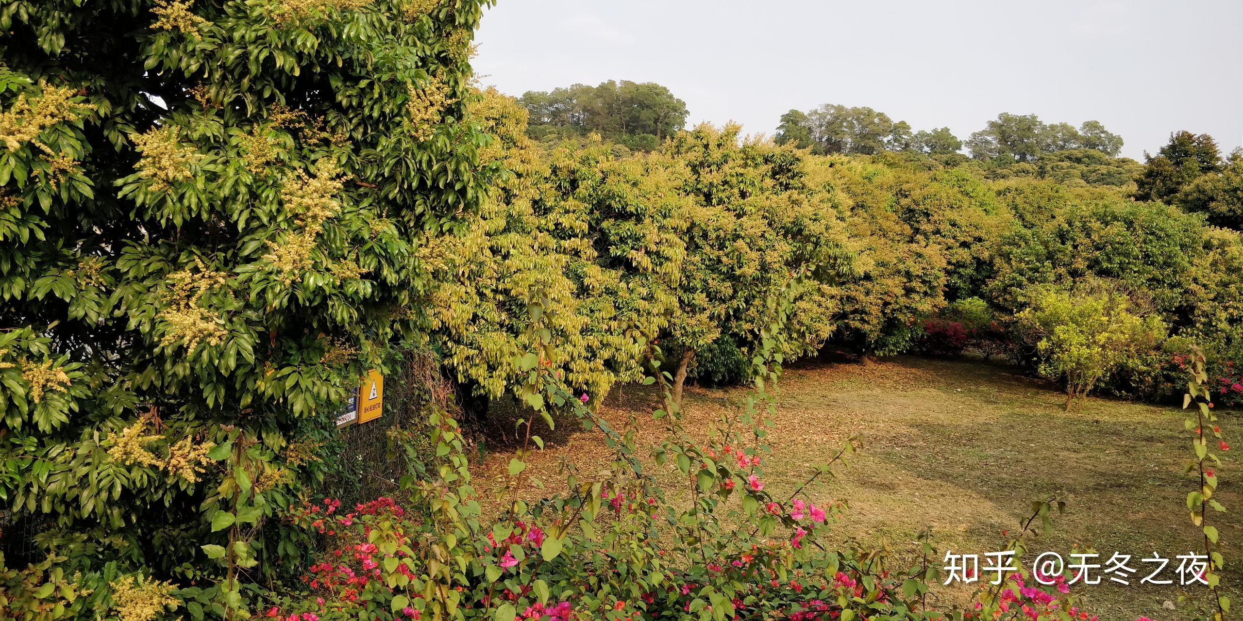 立新水库观荔枝花