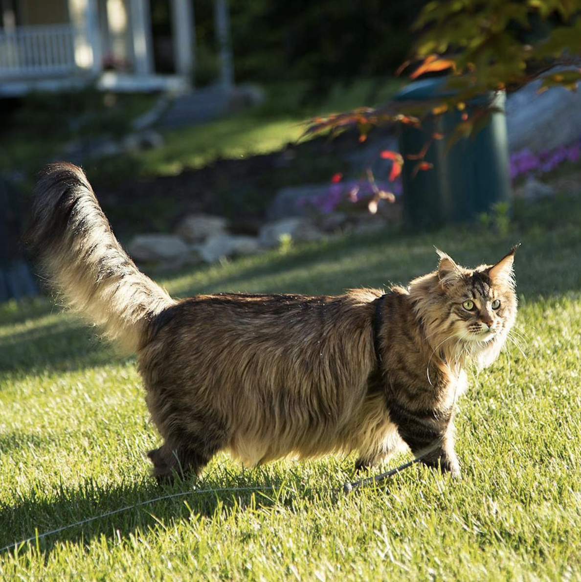 吸猫大会缅因猫willow