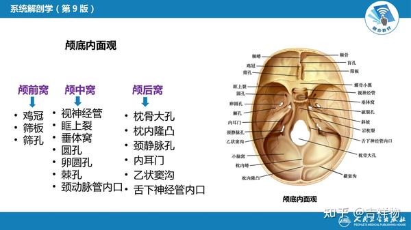 系统解剖学笔记1-颅骨 - 知乎