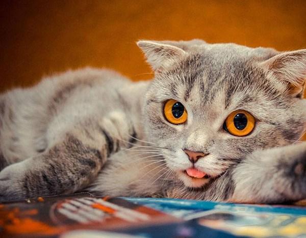 猫大人为何总是干呕 怀孕了 不管什么导致 真相永远只是那几个 知乎 猫大人为何总是干呕 怀孕了 不管什么导致 真相永远只是那几个 知乎