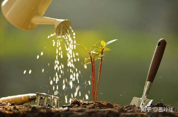 冬天怎么给花浇水？只要掌握这两个笨办法！让你养花不烂根 - 知乎