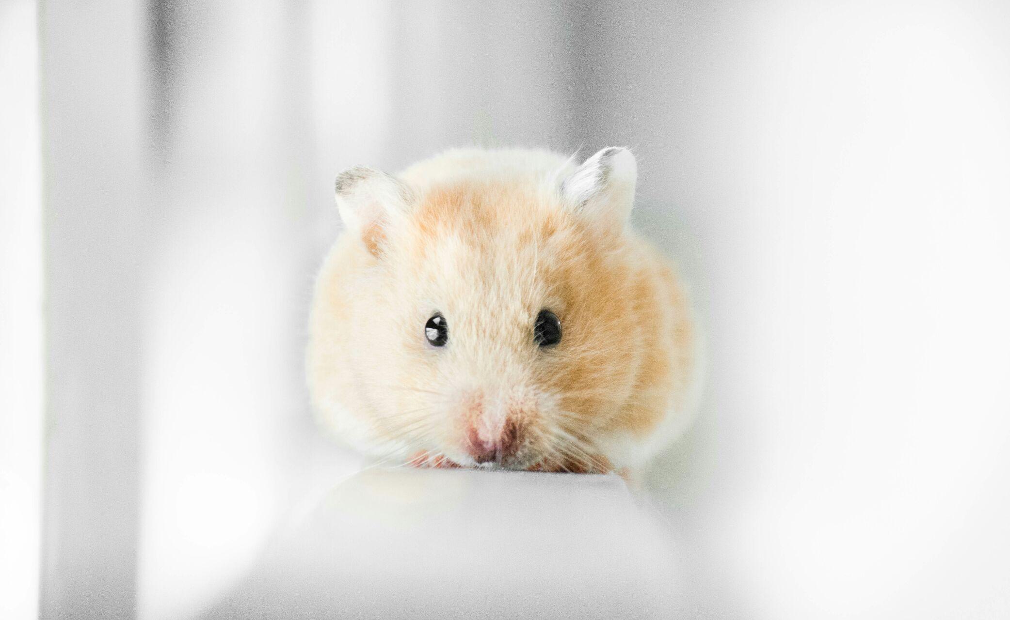 仓鼠可以胖到什么程度?