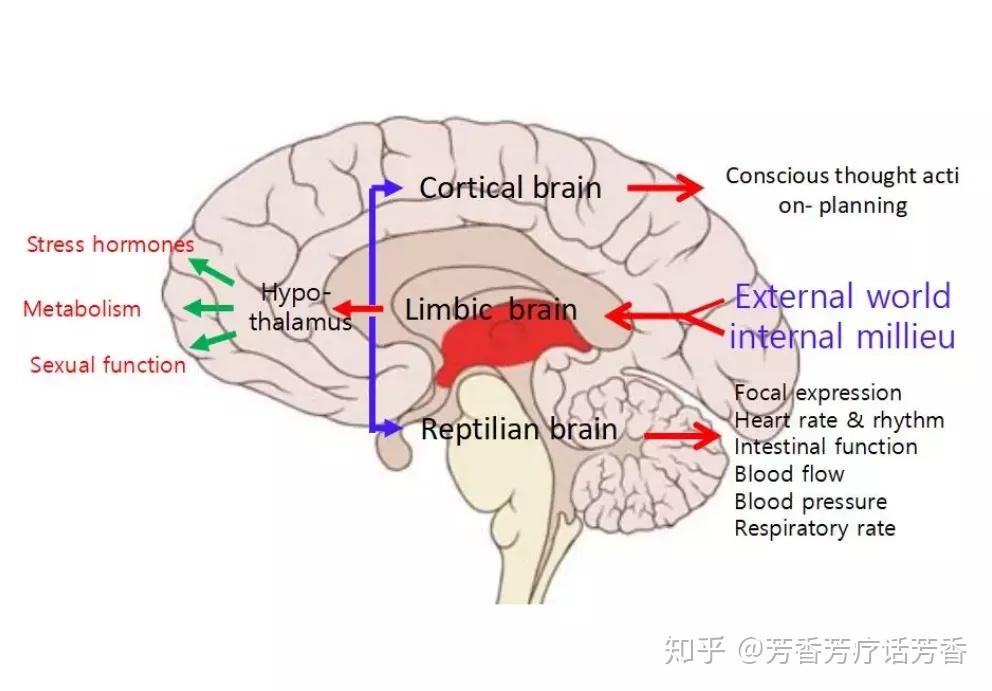 在嗅受体细胞上的化学分子经由嗅球和嗅茎传输到大脑内层的边缘系统内