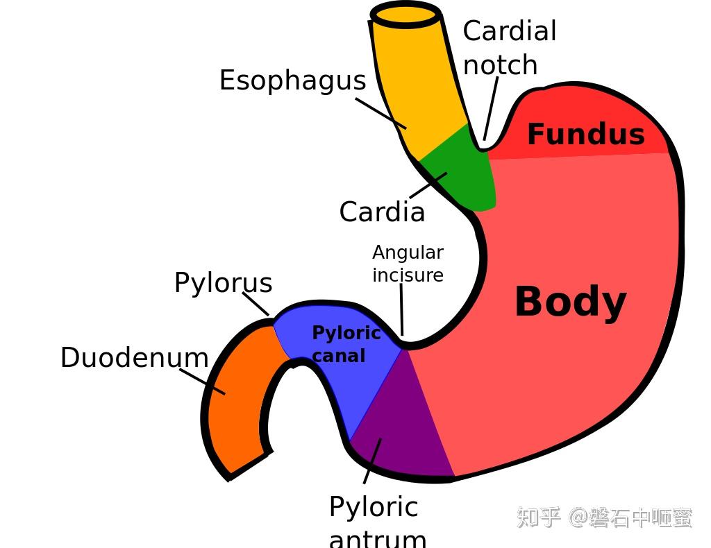 人体消化系统 Human digestive system - 知乎
