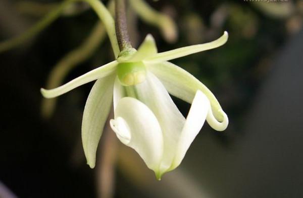 8大名贵兰花品种,热爱兰花的你认识几种? - 知乎