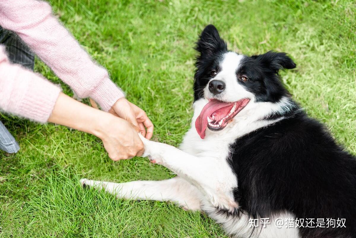 偷偷告诉你,狗被摸爪子的时候,心里想法可多了 - 知乎