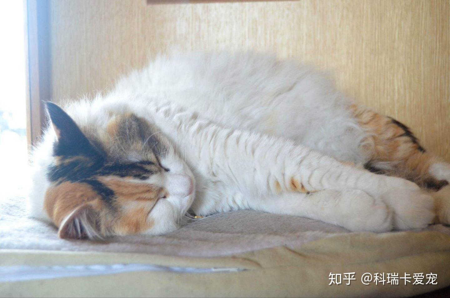 怎么让幼猫安稳的睡觉？「科瑞卡科普」 - 知乎