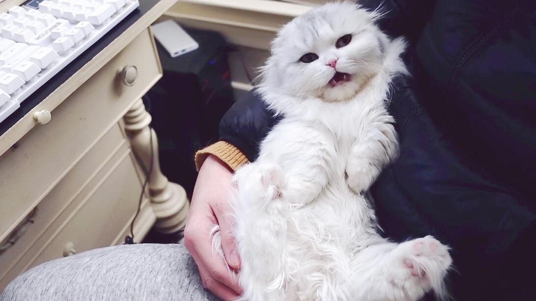 小猫咪叫的视频萌萌哒 v2-e0c8d4622dbe52723932d5c89f2569b4_1440w.jpg?source=172ae18b