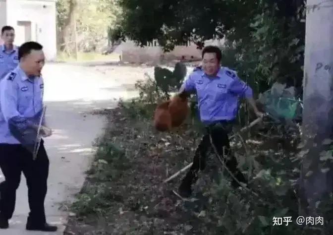 进村捕捉流浪鸡？狗怕咬了得狂犬病，鸡们是不是需要祭出神器呀！ - 知乎