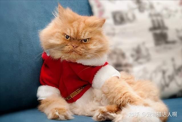 是两种不同品种的猫咪(阿富汗本土长毛猫 土耳其安哥拉长毛猫)结合