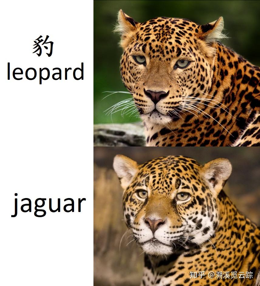 优享资讯 有哪些常被认错的动物