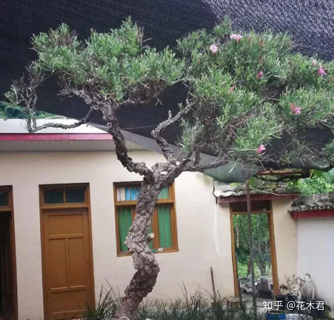 马牛不吃的刺旋花防风固沙荒漠奇葩