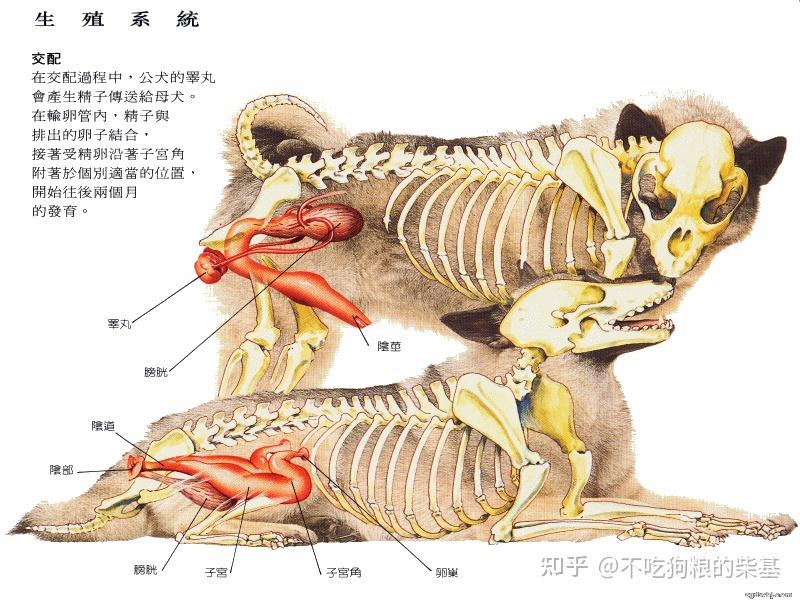 狗气管解剖图图片