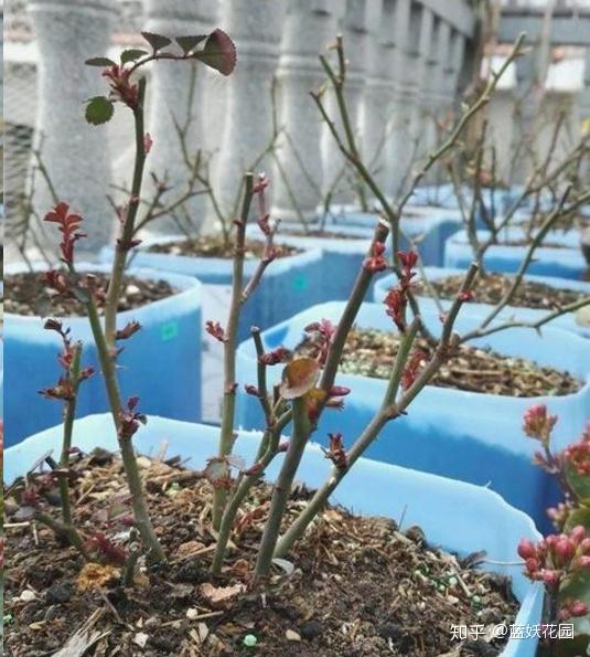 蓝妖月季清园常用药石硫合剂原来有这么多讲究