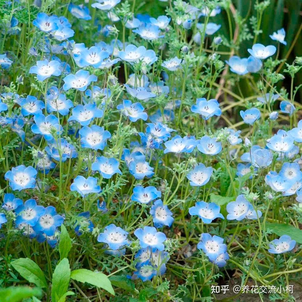 粉蝶花图片图片