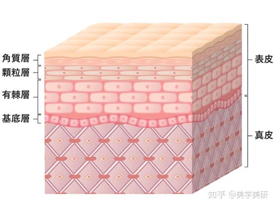 皮肤屏障到底有多厚？-敏感肌，肌肤屏障受损、干燥、敏感、刺痛等 - 知乎