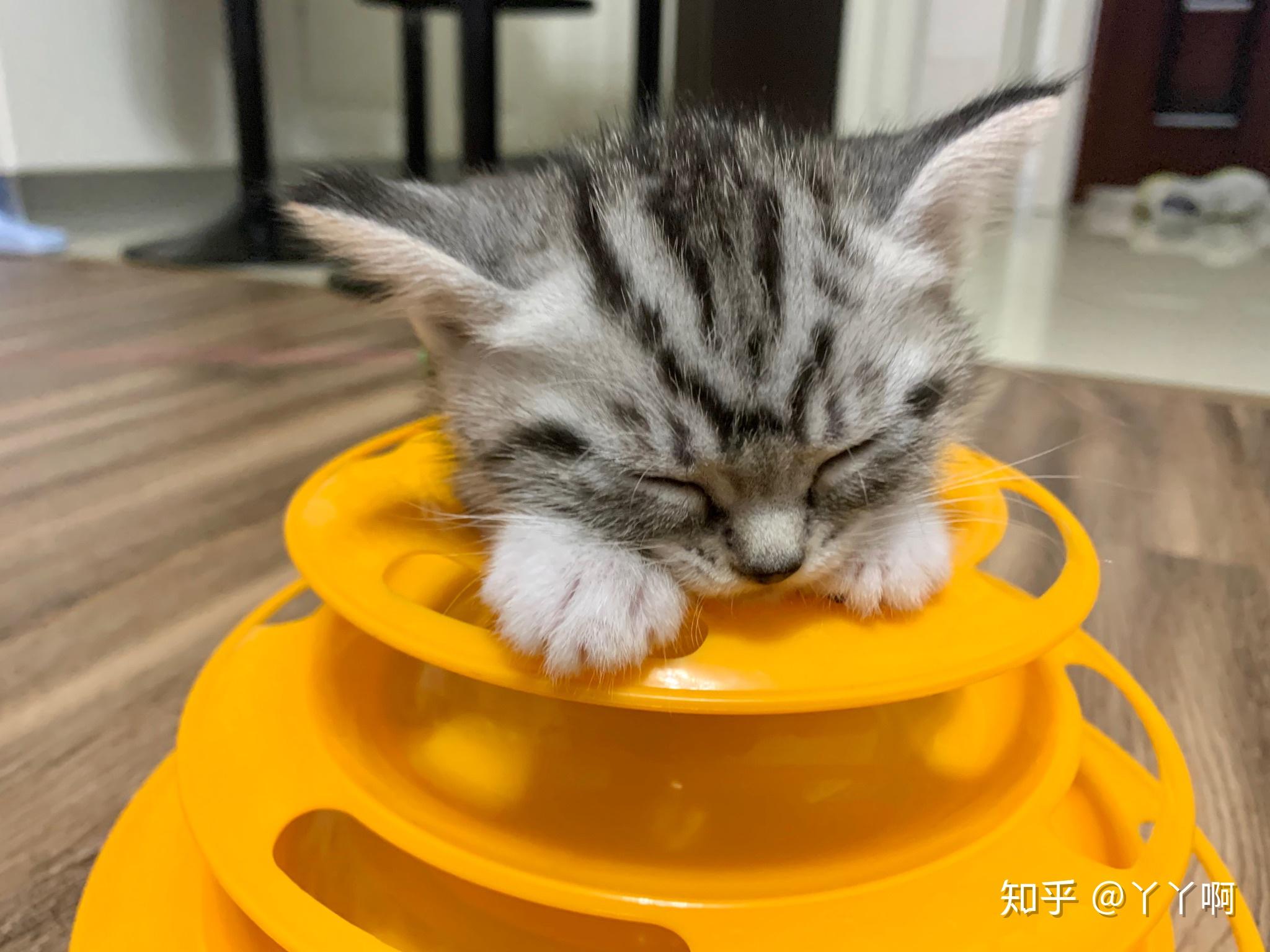 美短虎斑幼崽找家长了坐标大连