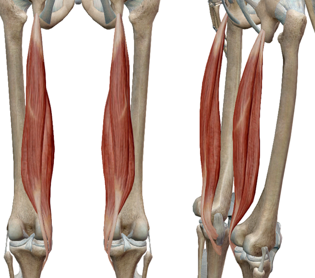 半腱半膜肌起自坐骨,在膝关节处向后绕了一下,终于胫骨骨折