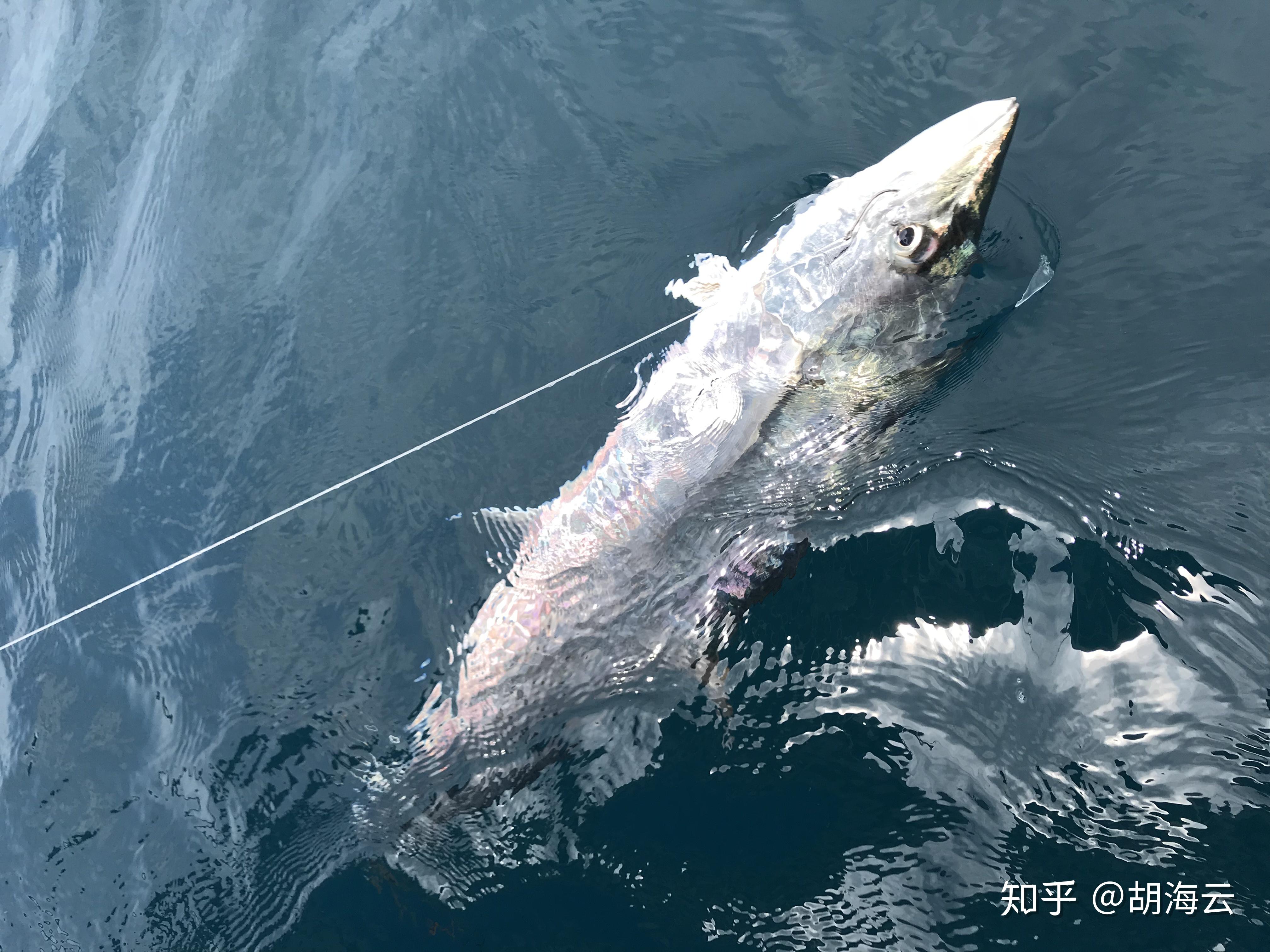 长江边的几个年轻人腻了凶猛鳡鱼到大马和旗鱼来了场暴力搏杀