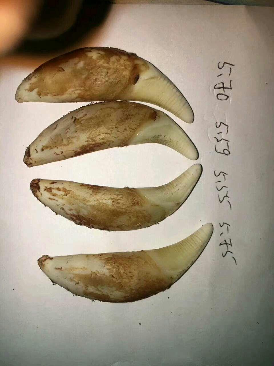 如何区分狼牙和狗牙与其他兽牙 - 知乎
