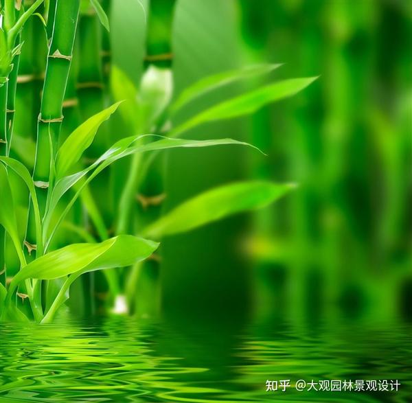 竹子还可以这样用,赶快学起来,余生就享受这样的静谧生活 - 知乎