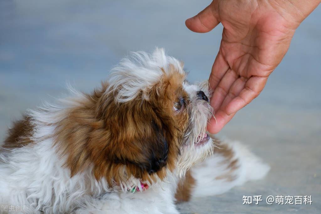 狗狗舔人的幾大好處看完你還會推開它嗎