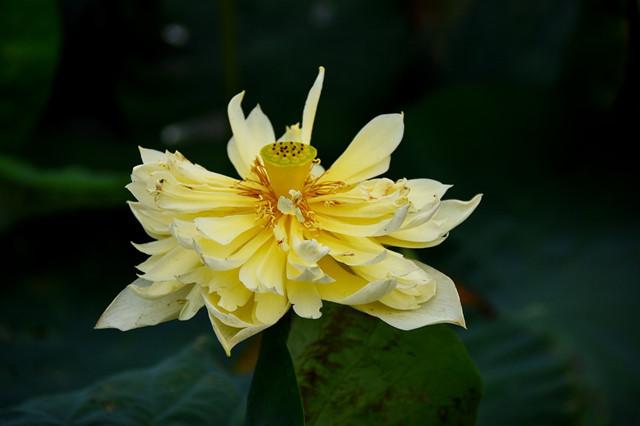 传说中的金荷花有见过的么