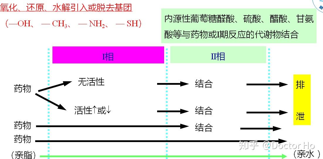 掌握肝藥酶的特性,肝藥酶誘導劑,肝藥酶抑制劑及其對藥物作用的影響