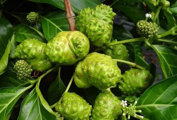 斐济野生诺丽，你可以永遠相信的神奇果实 - 知乎
