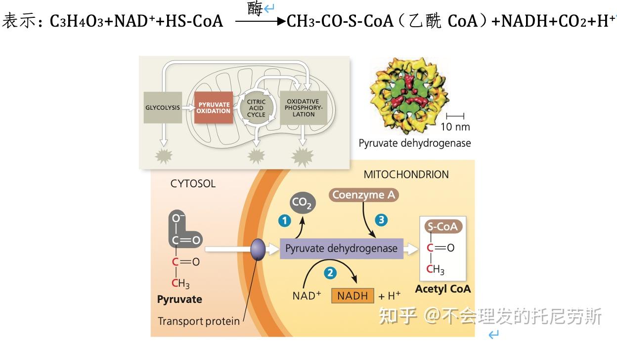 自由基反应历程的特点 v2-e11bb1008c6d965608cc692922b64ded_r.jpg