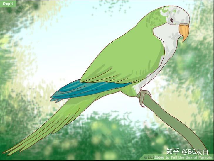 01 和尚鹦鹉