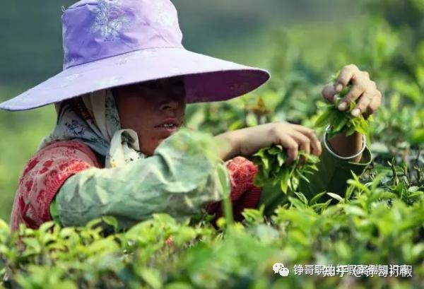 打假斗士方是民科普：喝茶能防癌还是致癌？ - 知乎