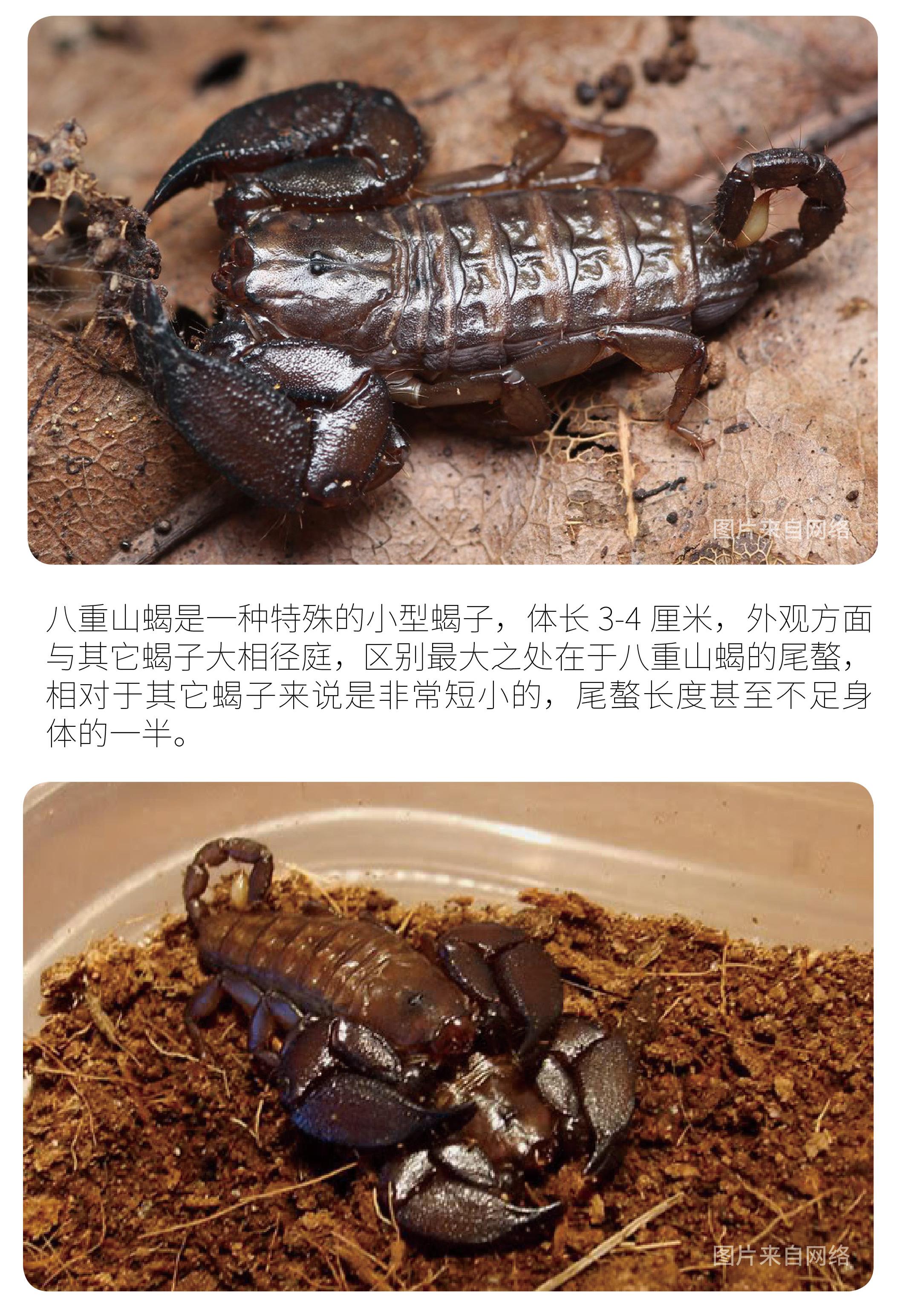 物种小谈┃八重山蝎