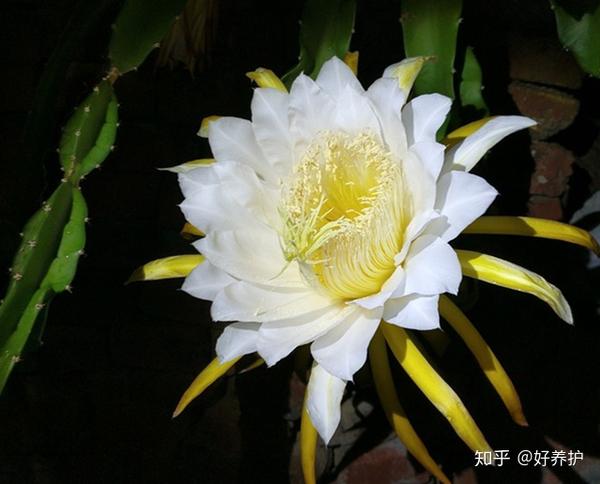 昙花一现 这样做 昙花白天也开花 时间长达1天 昙花一现需要多少时间 竹尹网