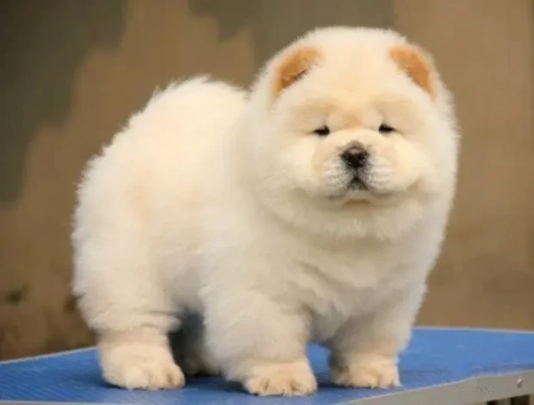 中华田园犬图鉴|重新认识“土狗” - 知乎