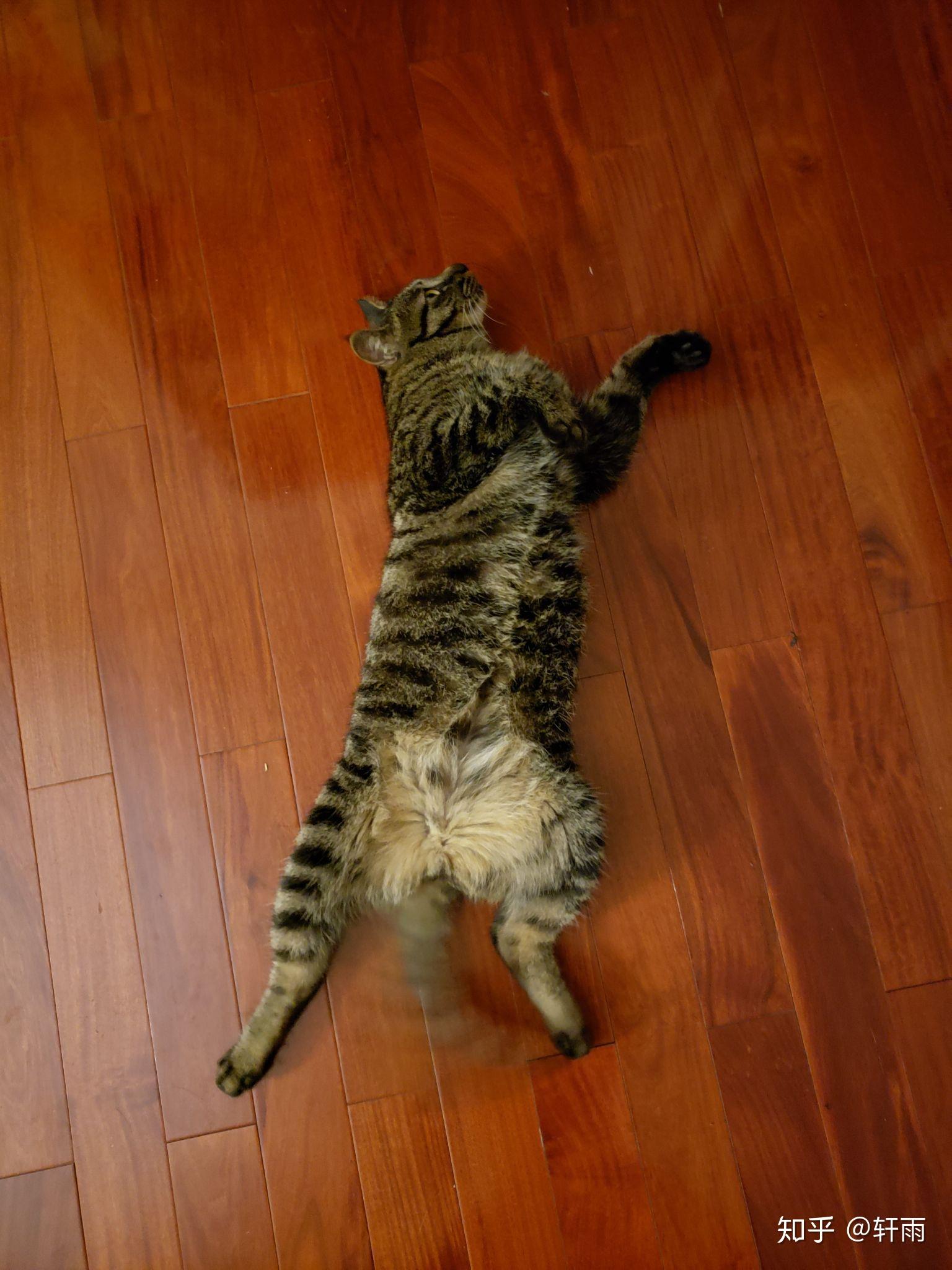 一只猫的坐姿能有多骚包