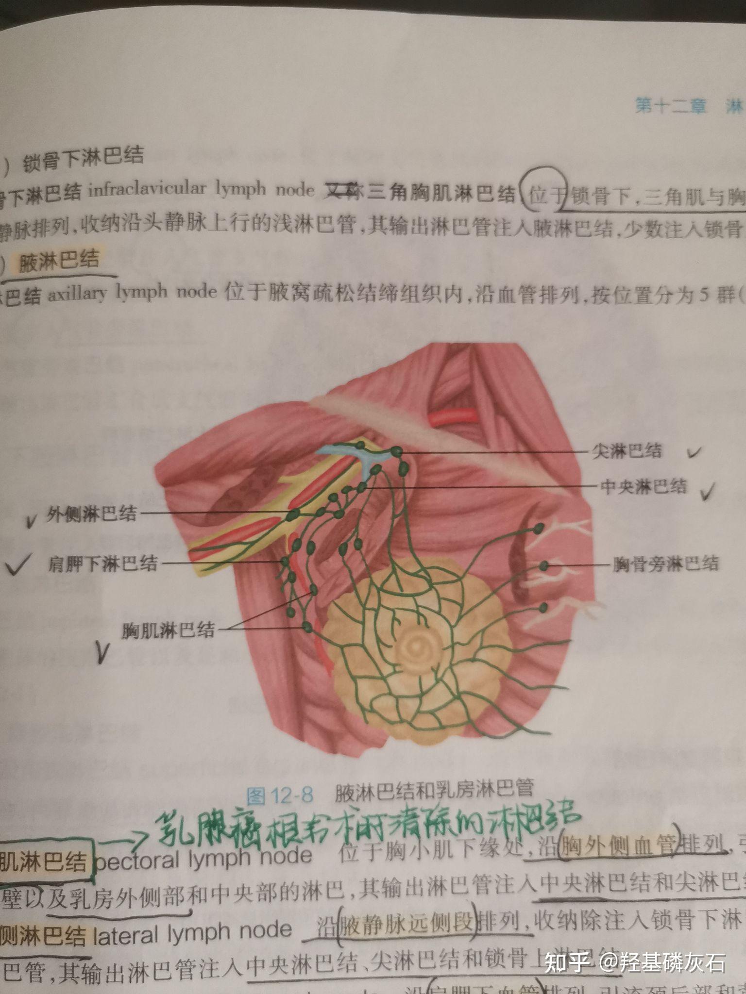 系统解剖学 第十二章 淋巴系统(思维导图) - 知乎