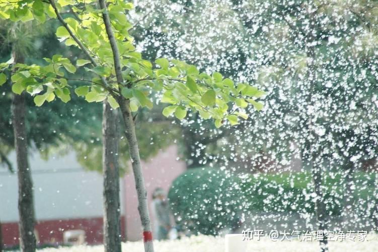 杨絮柳絮的治理方法有哪些? - 知乎