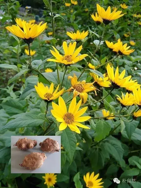 懒人最不能错过的植物 只需一次 终身保收 菊芋 知乎