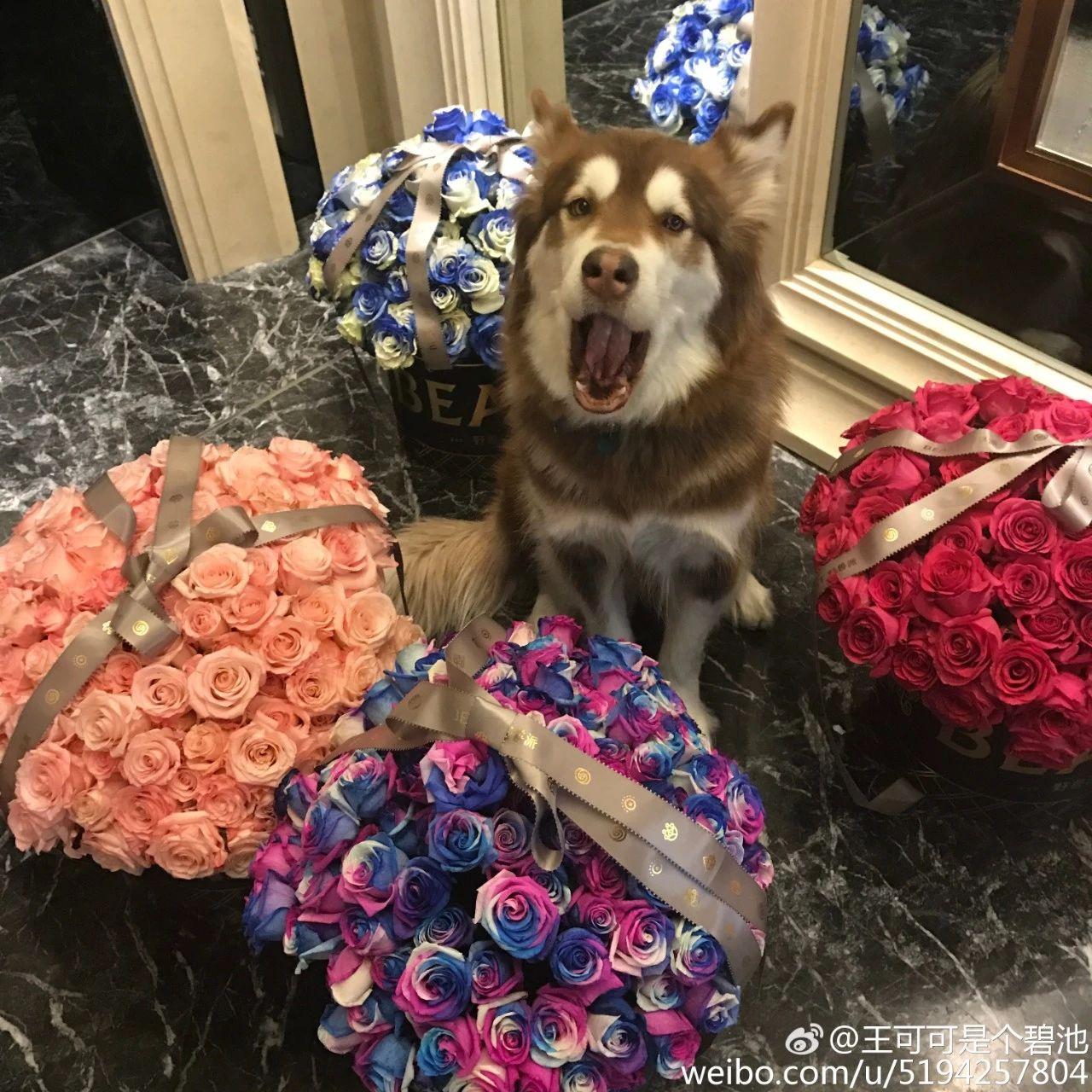 王思聪的狗年赚3000万你的工资有多少
