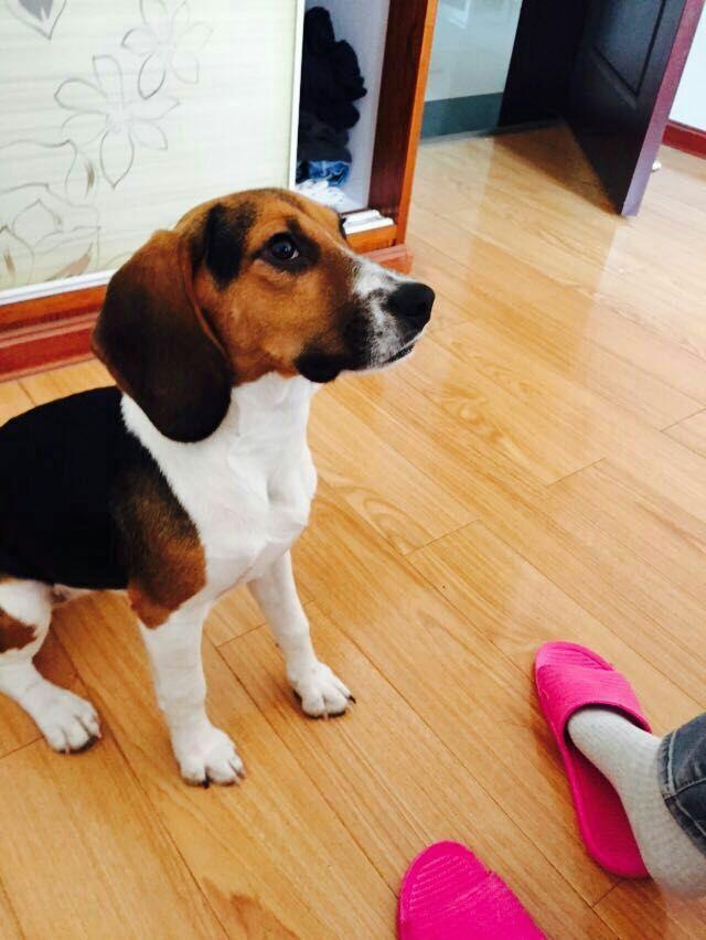 比格犬可以训练什么潜能? - 狗 - 知乎