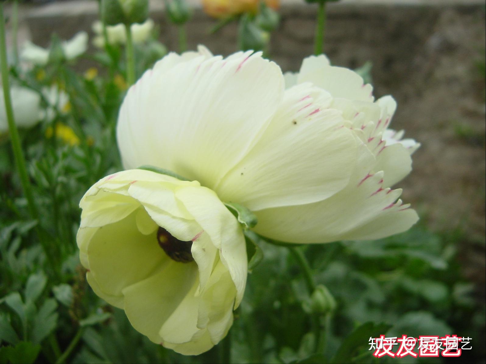 黑眼花毛茛上演黑白之美令人惊叹一抹红色更令人惊艳