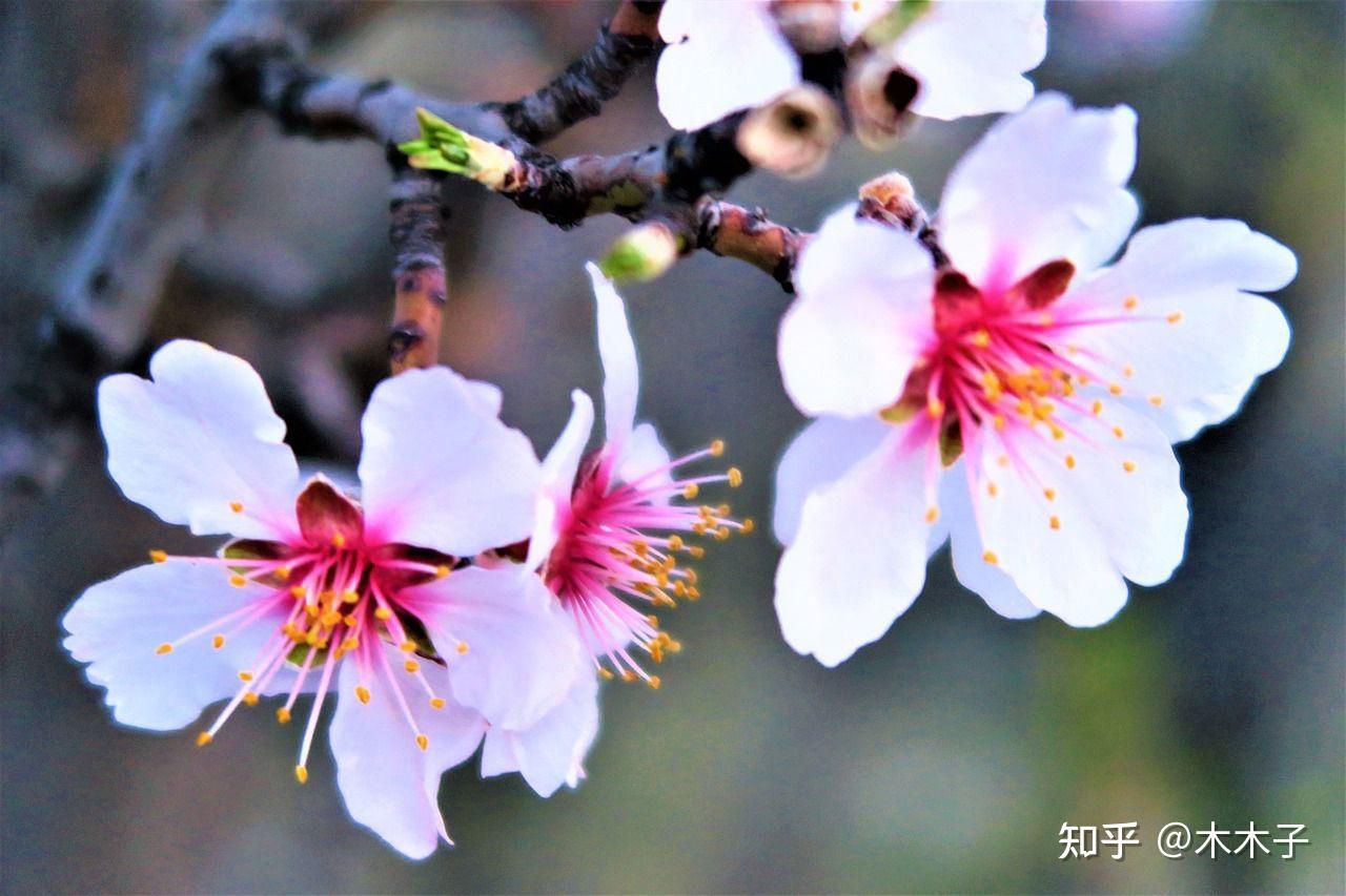 7,松花釀酒