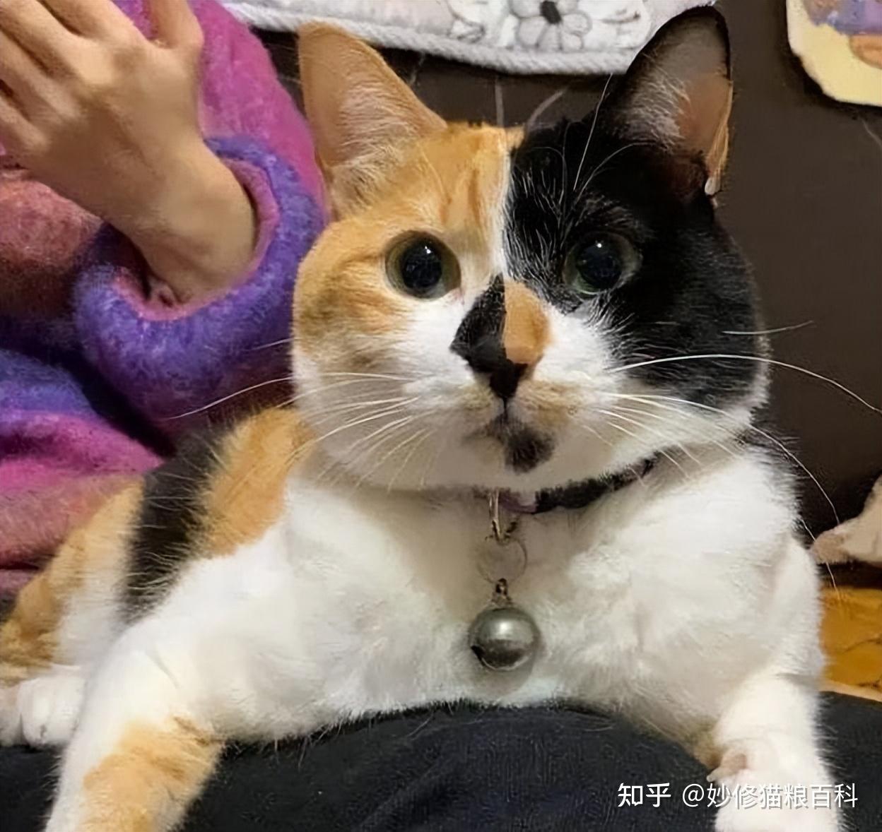 三花猫的7个“优缺点”,看完你还想养吗? - 知乎
