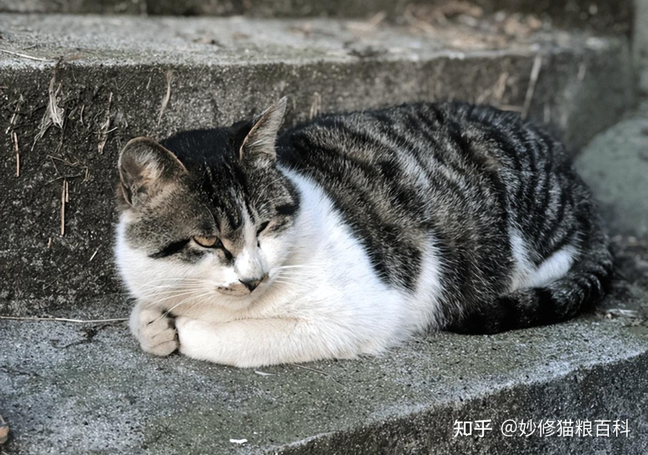 中国的八大名猫你知道哪一个