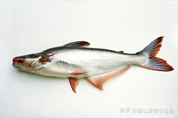 巴沙鱼总被当成龙利鱼其实我也不想啊