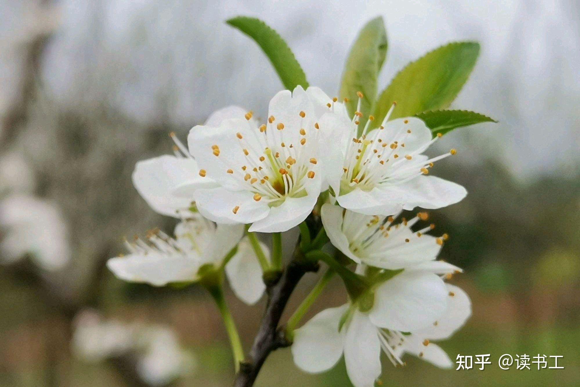 八首李花诗歌，桃红李白，开尽桃花见李花 - 知乎