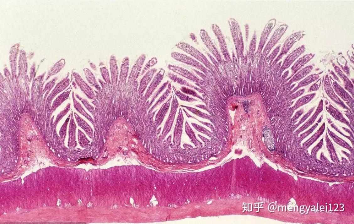 我們的腸壁看起來毛茸茸的,這要歸功於腸壁上數以百萬計的被稱為絨毛