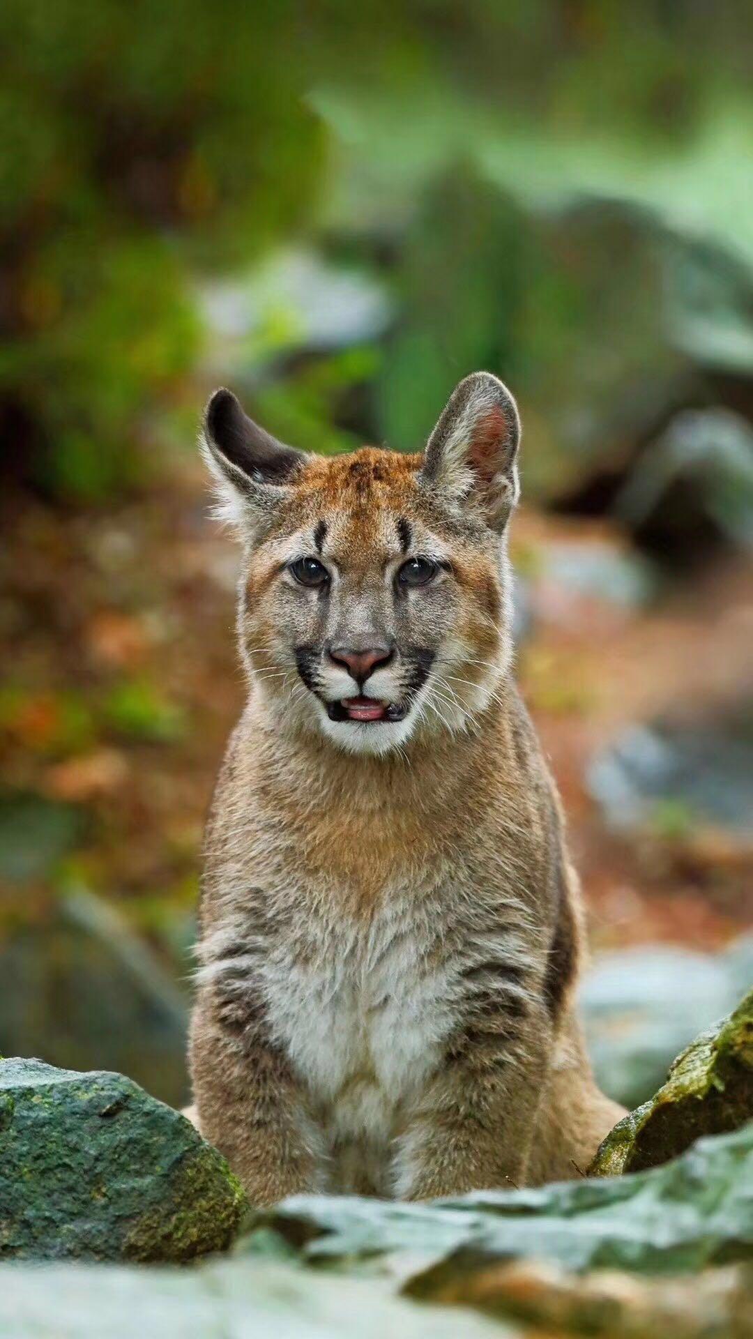 谁知道这个物种叫什么详细的