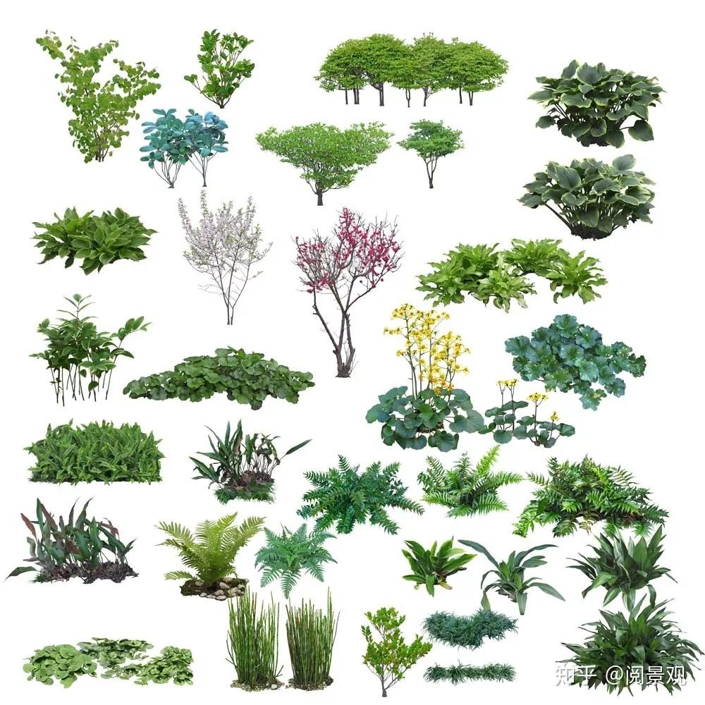 25.4G高清PSD分层植物立面源文件，景观设计必备 - 知乎